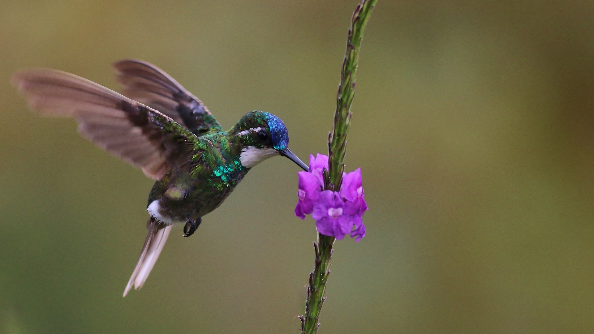 White-throated Mountain-gem